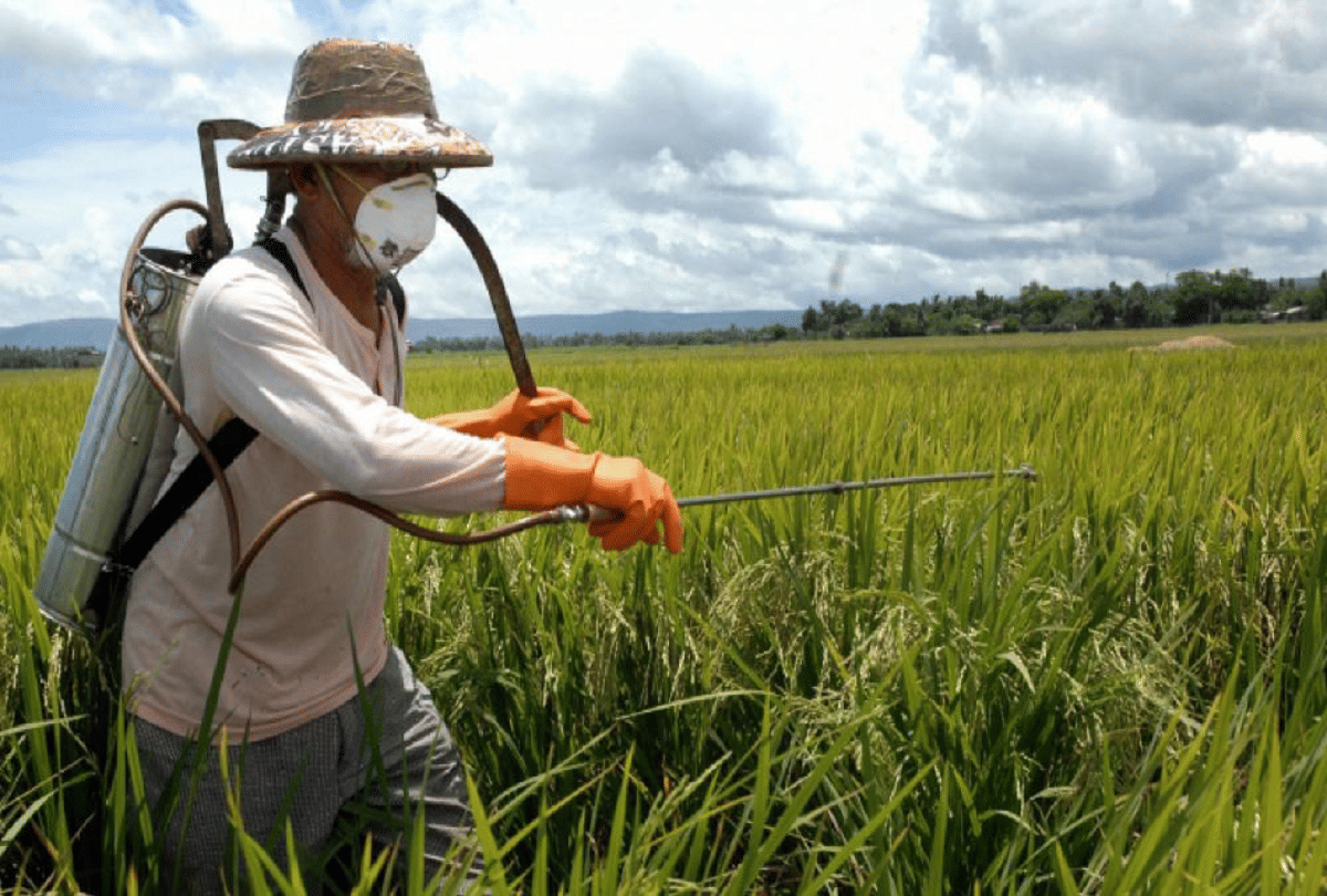 Research: chlorpyrifos insecticides are increasing obesity around the world
