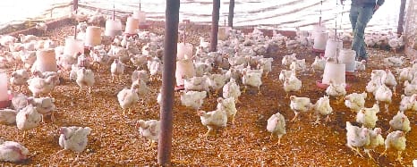Forest Department monitors fast near reservoirs for bird flu