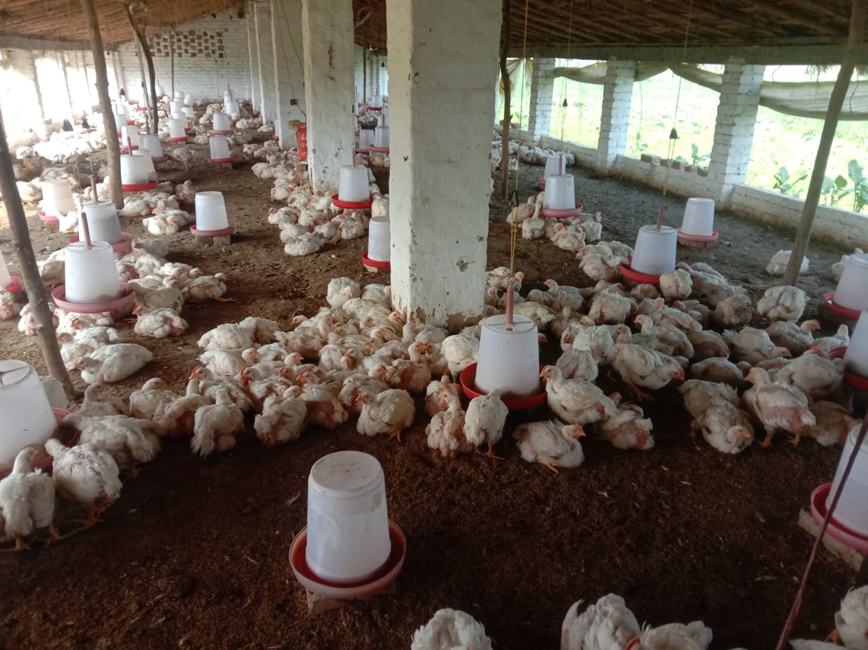 hen
