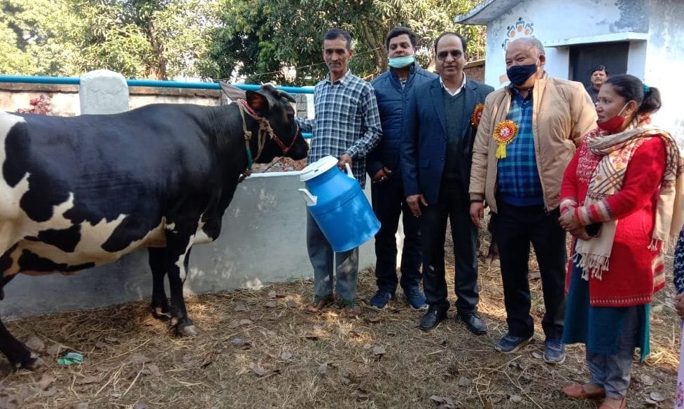 Cow of Narendra