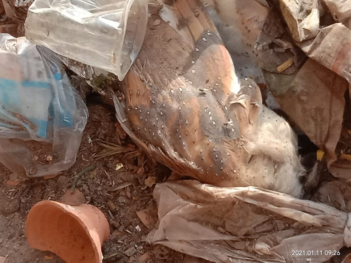 bird flu panic in Mirzapur pigeon and owl found body