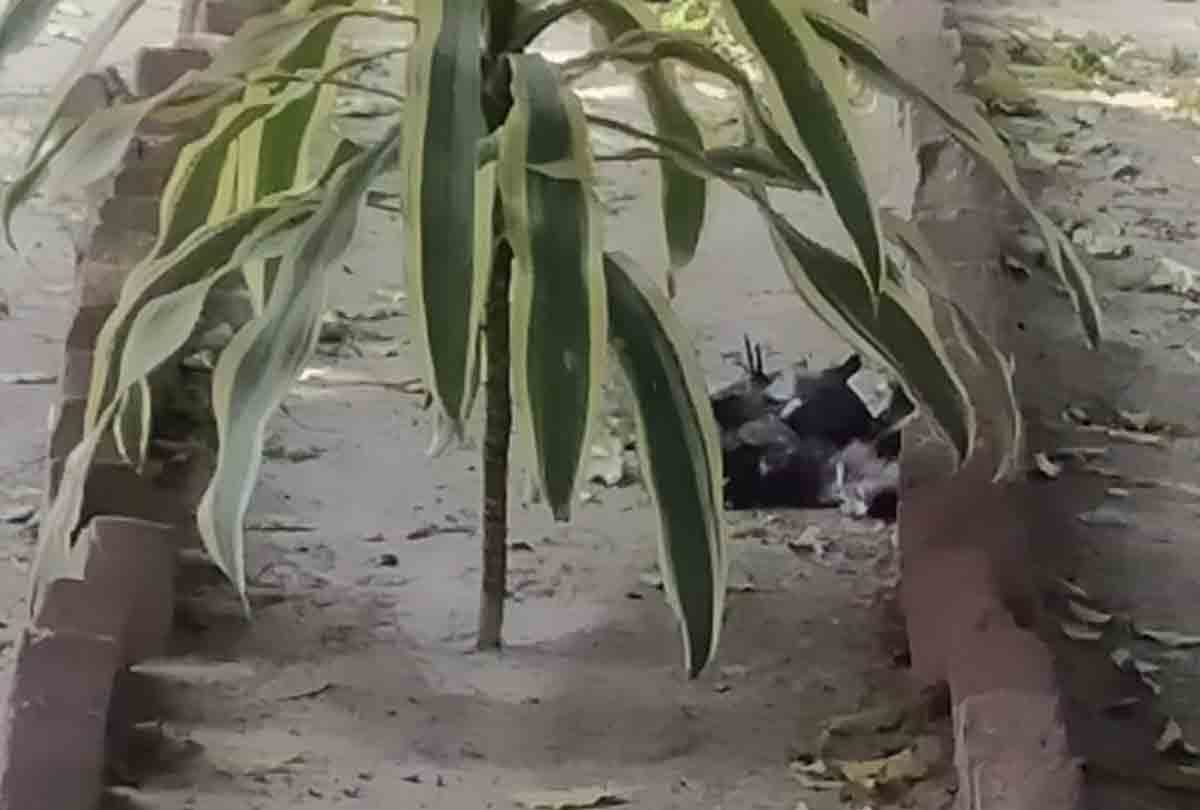 UP: 20 people exposed to dead birds in Kanpur, CMO asks for list