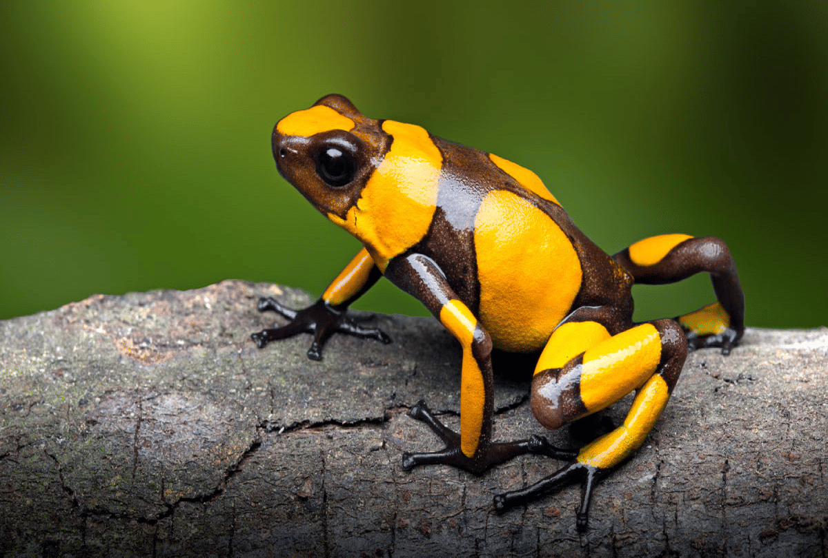 most poisonous frogs in the world poison dart frog smuggling in worldwide know reason