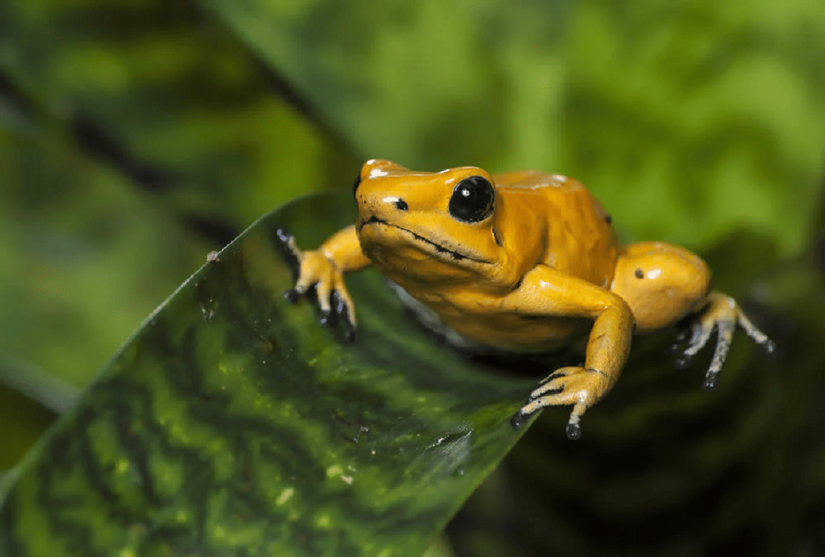 most poisonous frogs in the world poison dart frog smuggling in worldwide know reason
