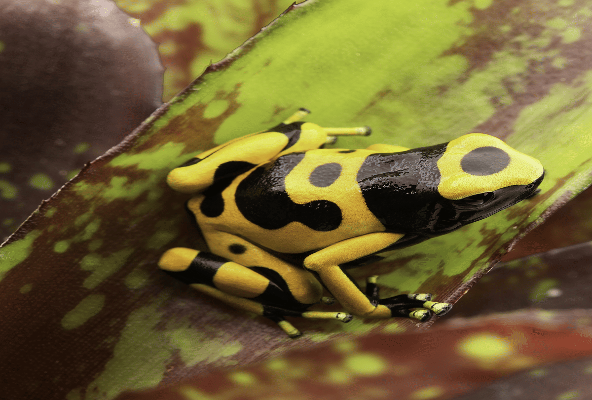 most poisonous frogs in the world poison dart frog smuggling in worldwide know reason