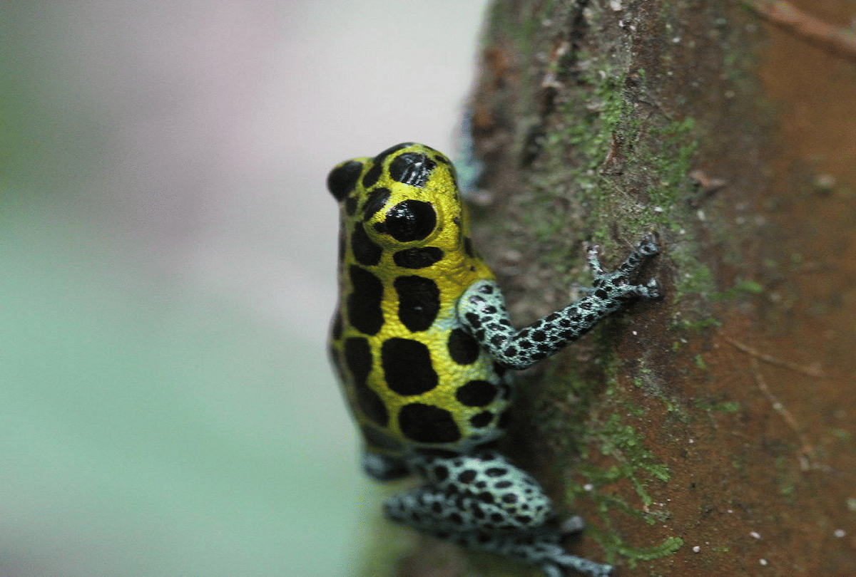 most poisonous frogs in the world poison dart frog smuggling in worldwide know reason