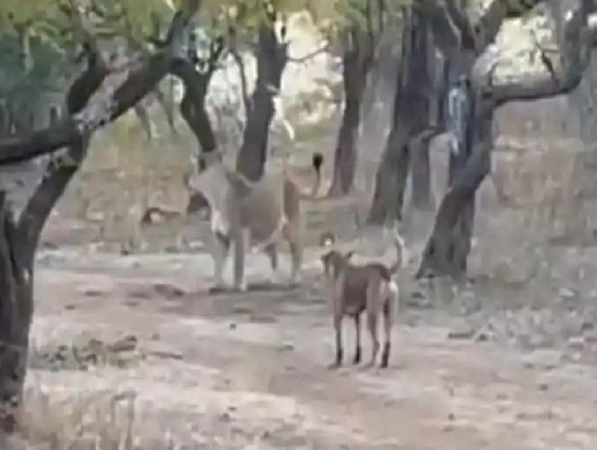 शेरनी पर हावी हुआ कुत्ता
