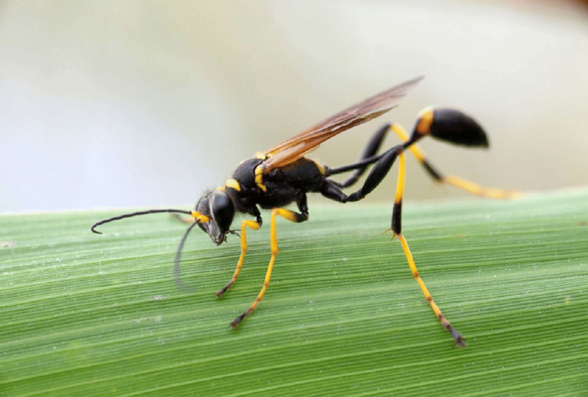 enemy of insects wasp a millimeter worm that saved many countries economy
