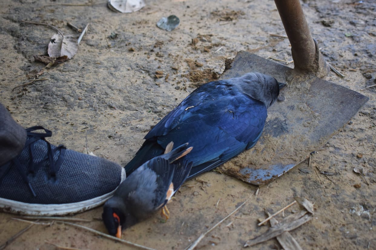 Employees pressing dead birds in the park without safety standards