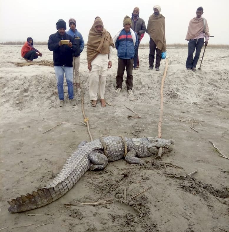 Crocodile showing near palej