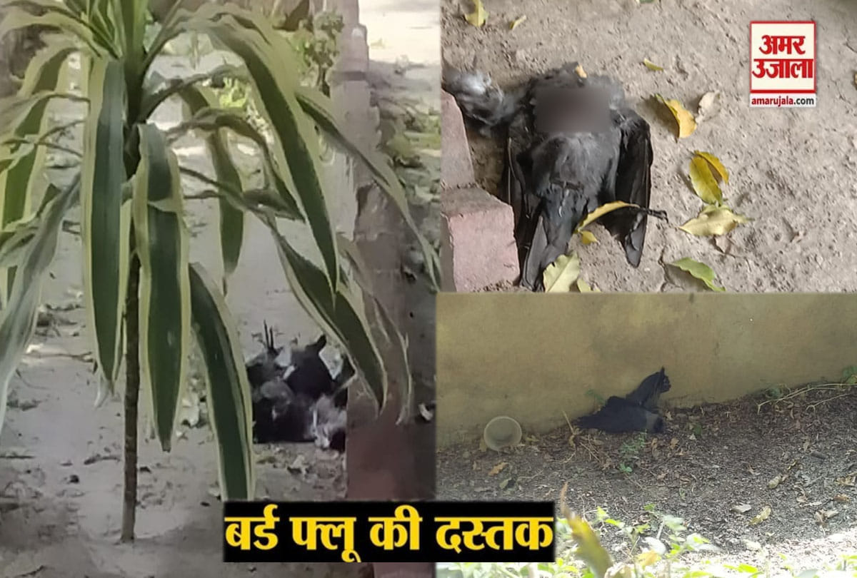 Bird flu: birds continue to die in Kanpur, six crows, three pigeons, two chickens found dead
