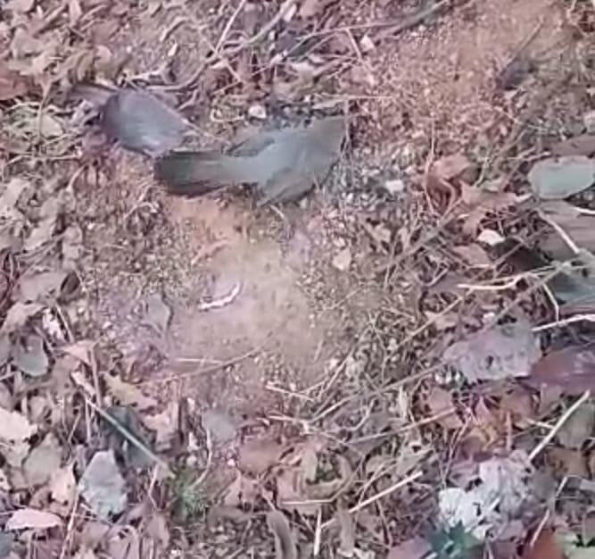 birds died in village gugar threat