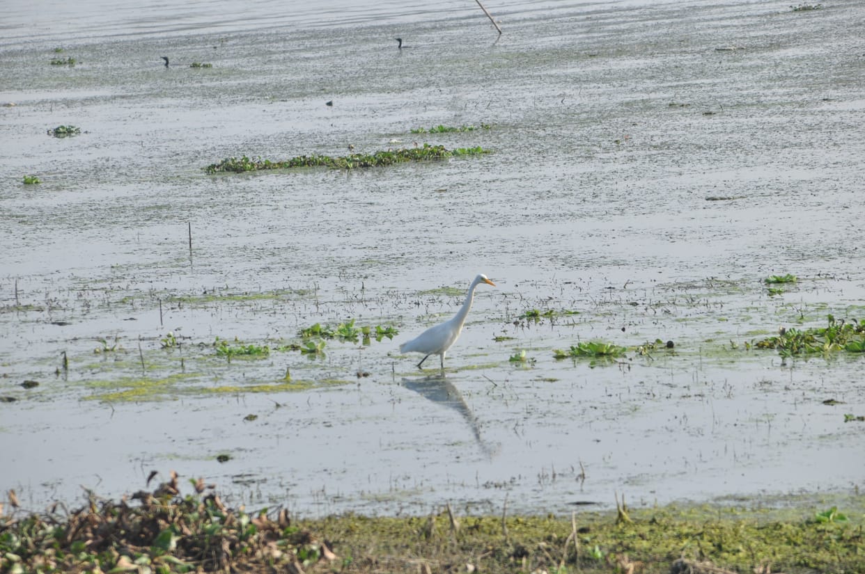 Pahuj dam and gadmau jhil not see birds