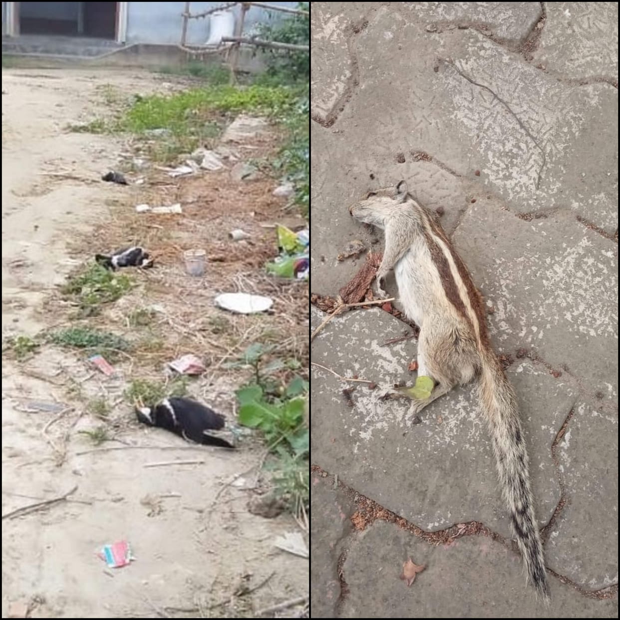 Bird flu panic among people due to death of squirrels and many birds in Ghazipur Ballia