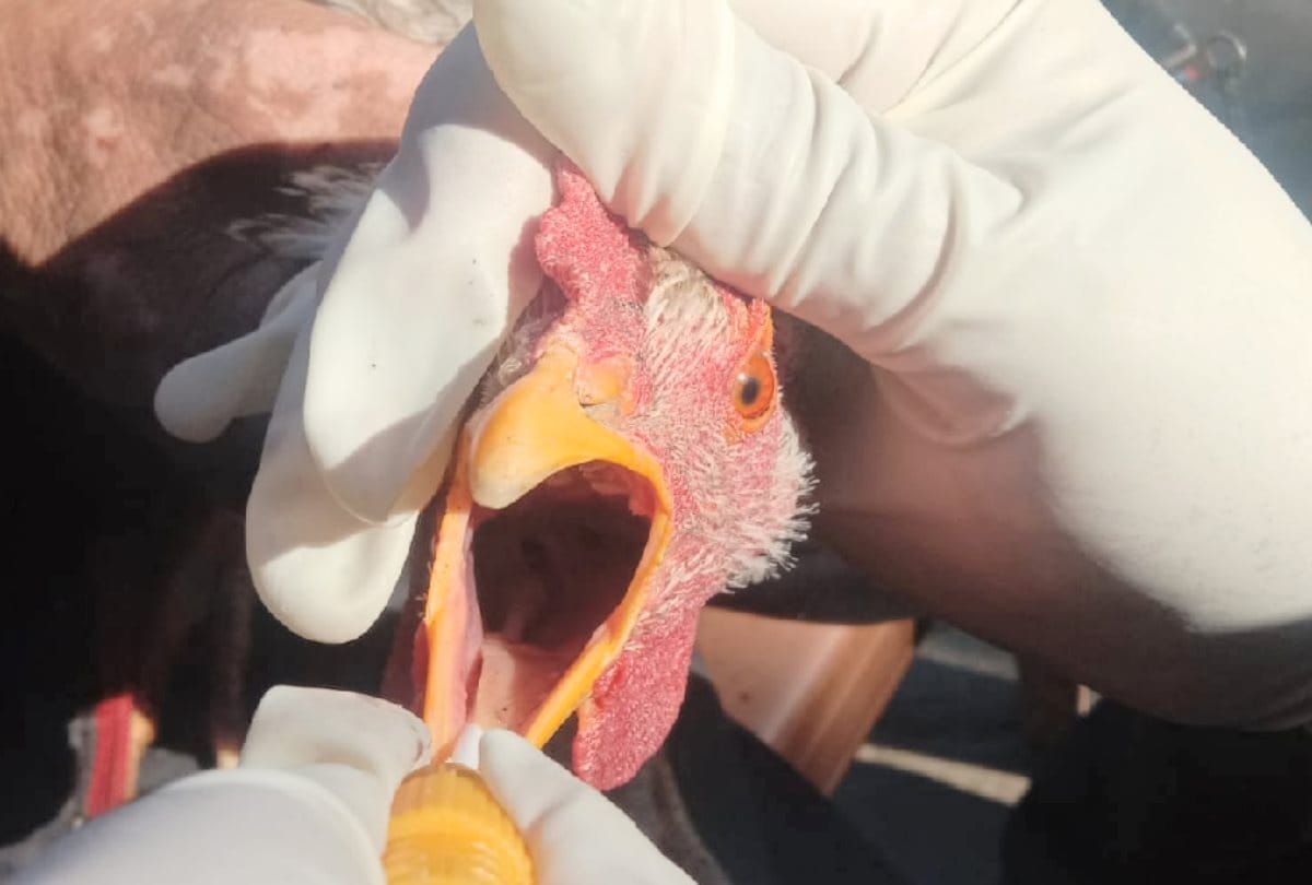 Bird Flu: 280 more migratory birds found dead in Pong dam area, Poultry farm closed in Chamba in himachal