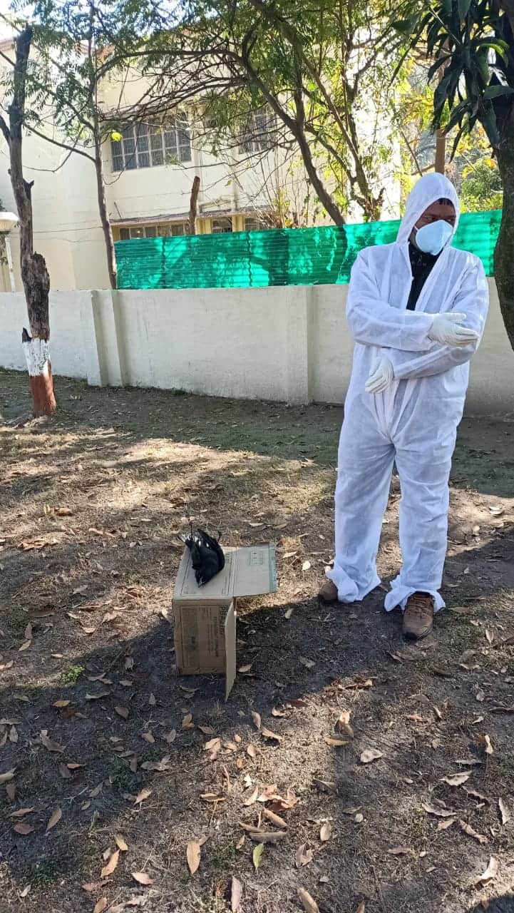 bird flu in uttarakhand news : bird flu infection found in kotdwar, many crow died