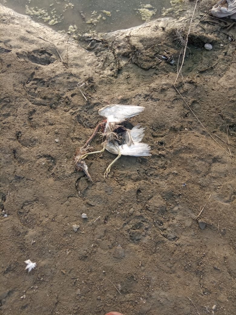 pratapgarh news: now two herons were found dead after death of crows