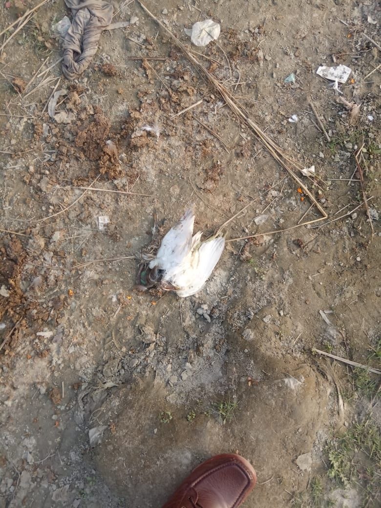 After the crows, now the dead bodies of the two herons