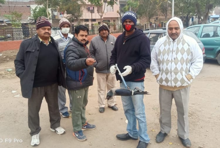 Two birds found dead in chandigarh, fear of bird flu intensified
