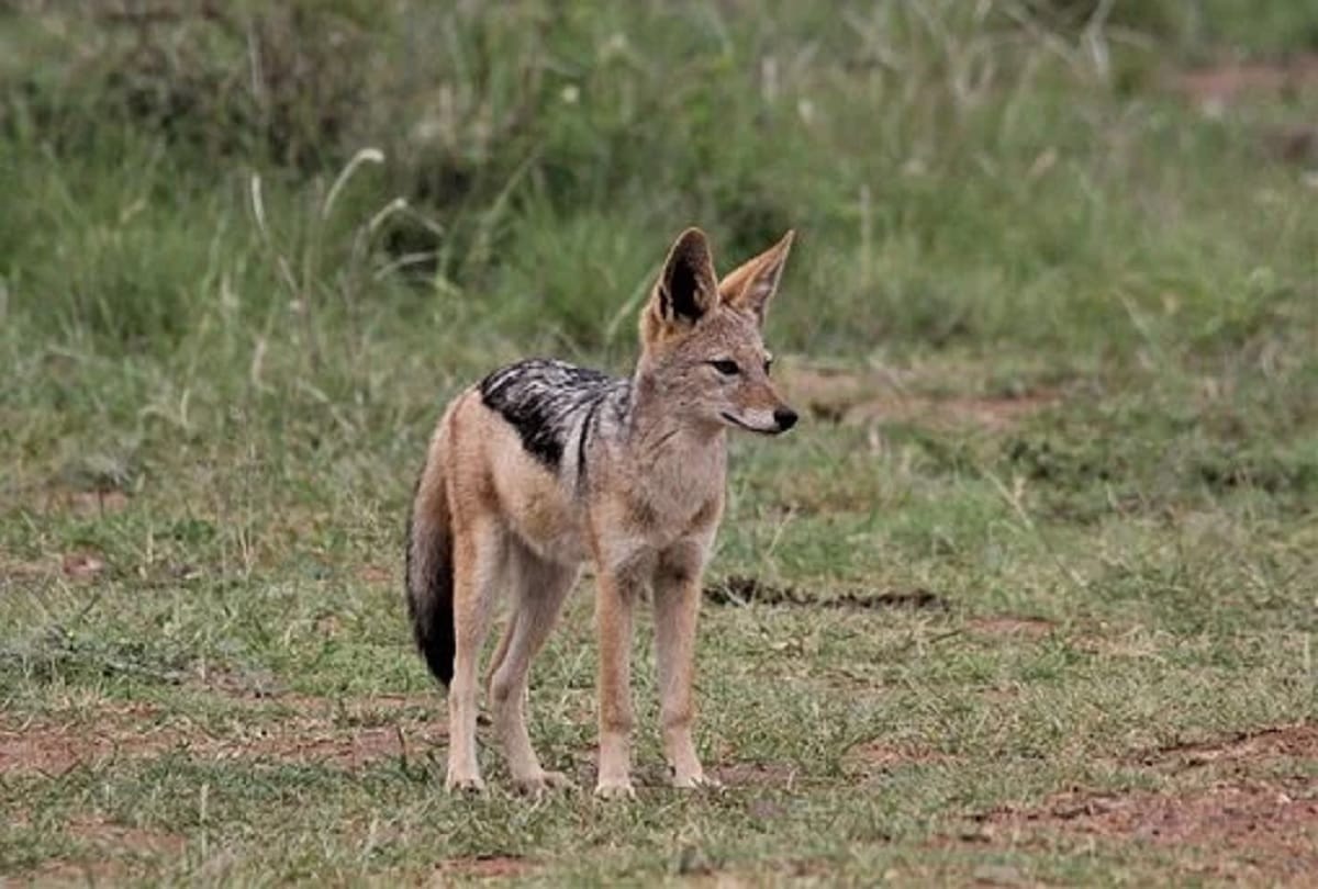 Five farmers including three women who work on fields were attacked by a jackal in rampur