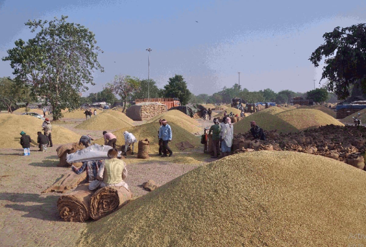 10 to 15 percent grain waste in Narela grain market due to rain