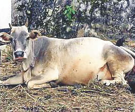 Three cows died due to eating contaminants