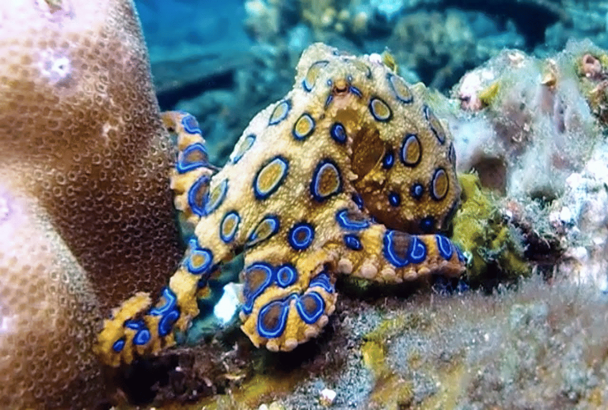 5 most dangerous and poisonous creatures on the earth
