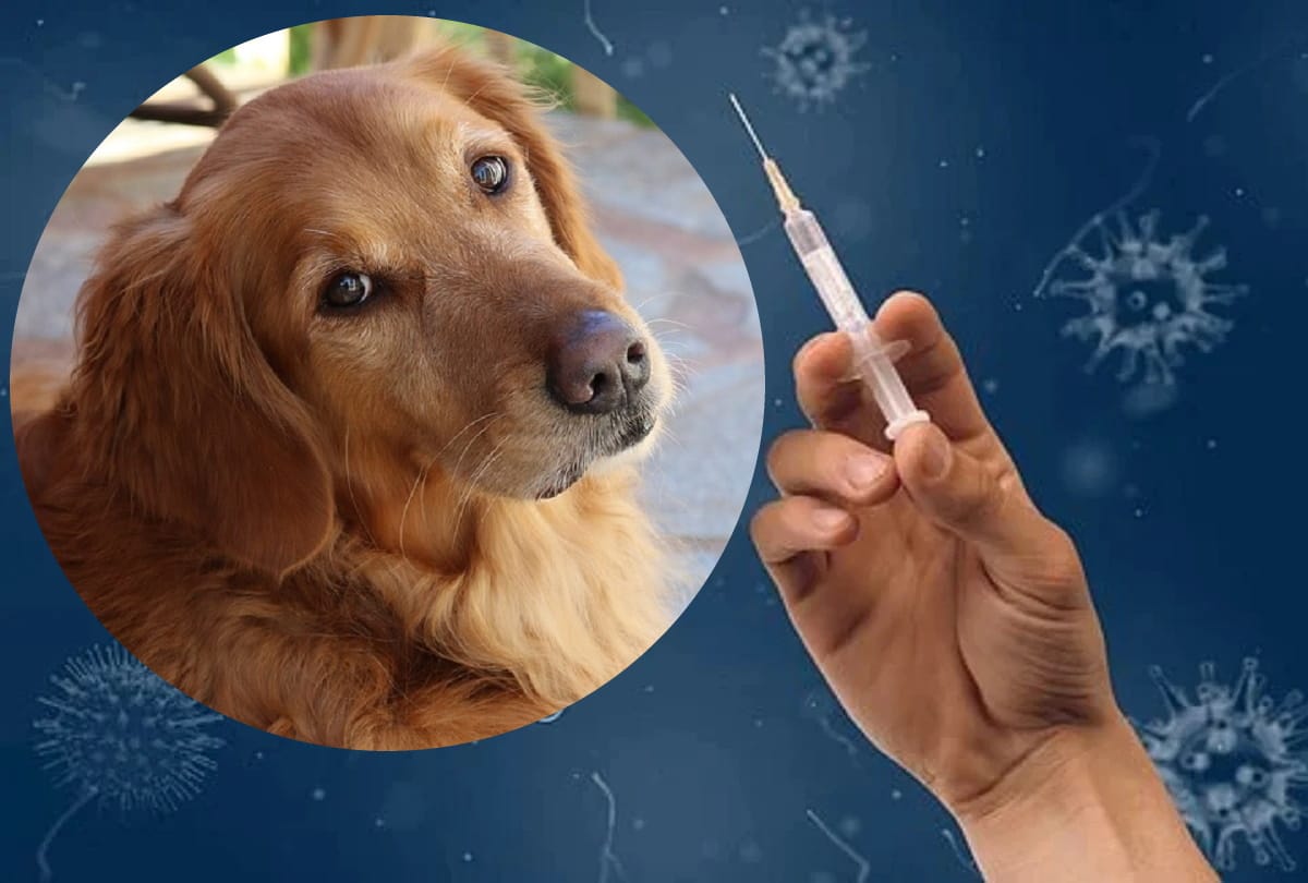 Dogs get Corona vaccine in Gorakhpur