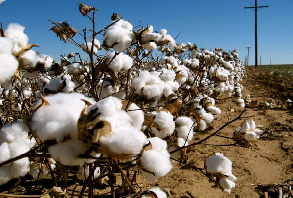 Complaints of Destroyed crops reached 60 thousand in Haryana