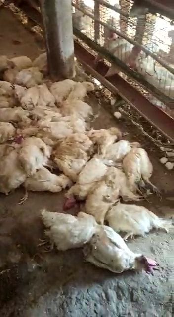 Team chickens are eating dogs at Barwala in Raipurrani