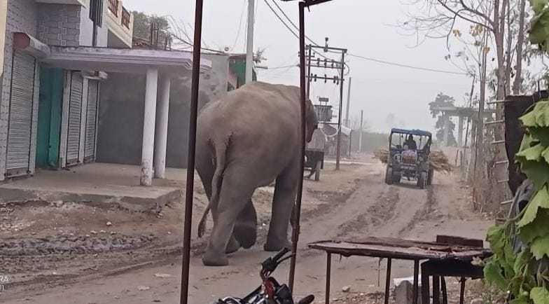 Elephants enter the population, villagers panic