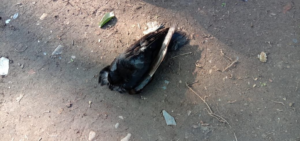 crow found dead