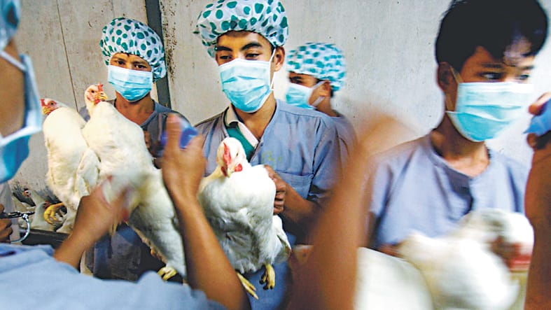 Prices of chicken fell by 200 to 130 rupees, 75% fall in sales