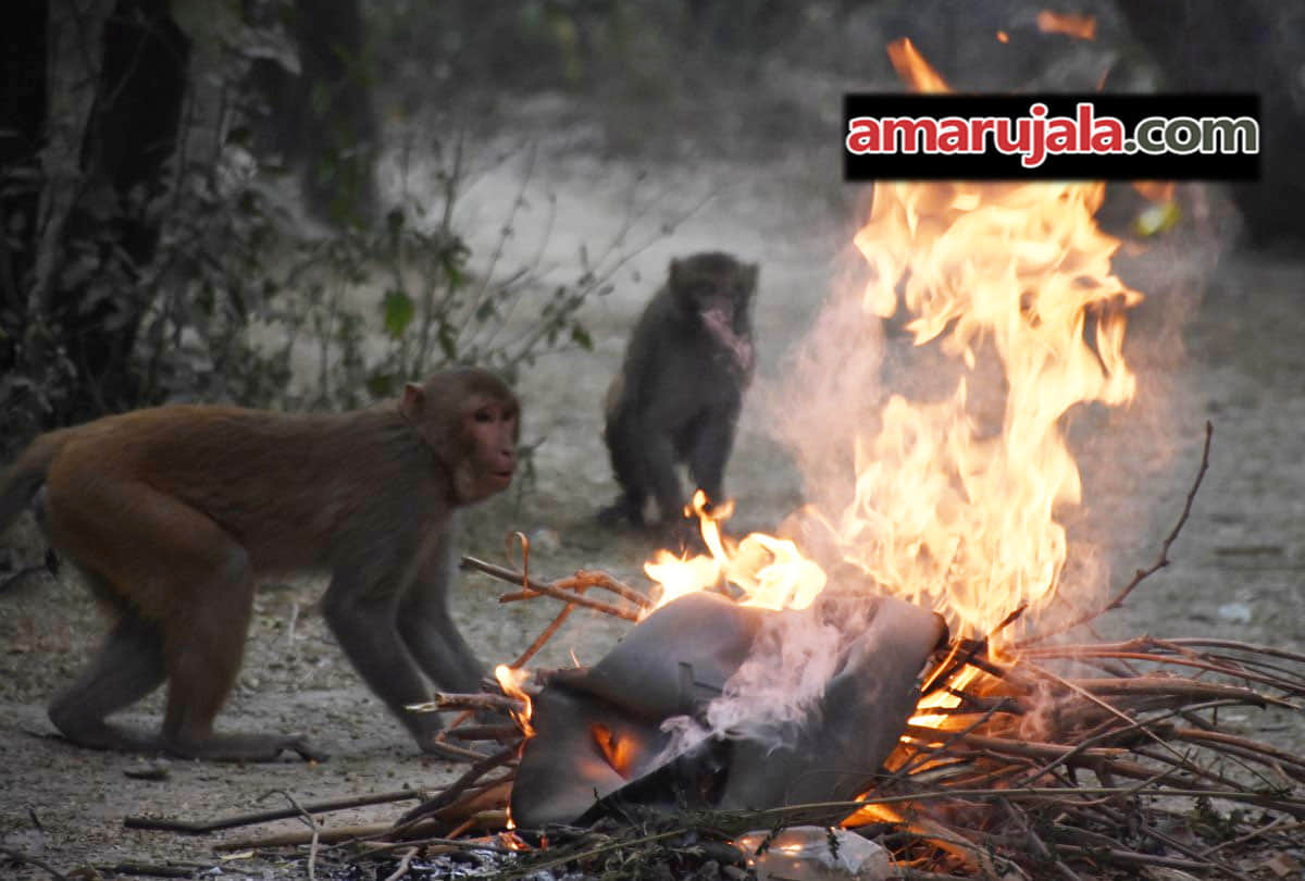 cold wave, Five patients died in kanpur