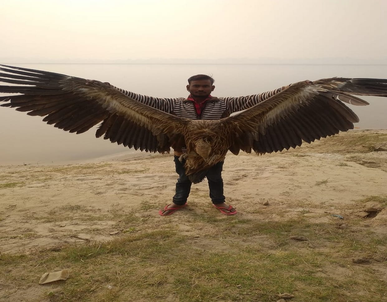UP: Stun giant vulture found on the banks of Ganga in Mirzapur