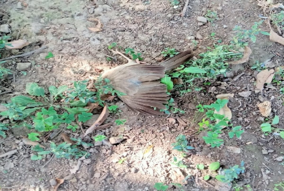 Bird flu: Crows found dead in Kangra-Sirmaur, 94 more migratory birds dead in Pong area