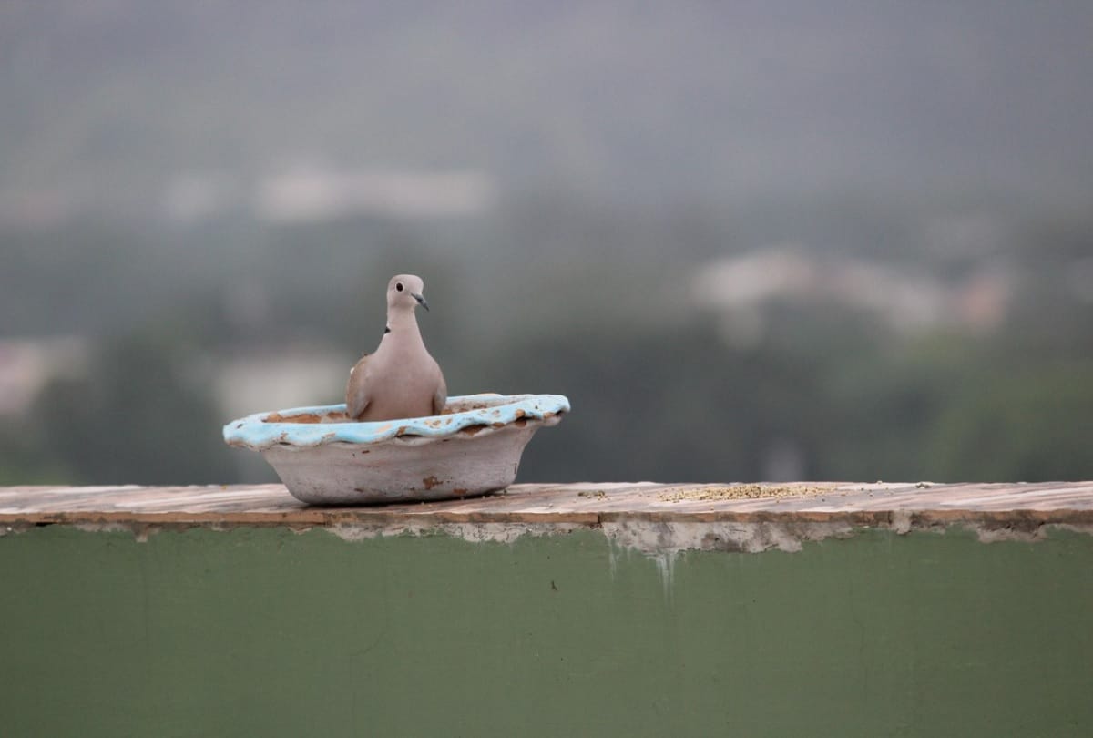 astro remedy for good luck just arrange food and water to the birds in june month