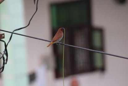 bird watching in Coronavirus lockdown NCF Balcony Birding series