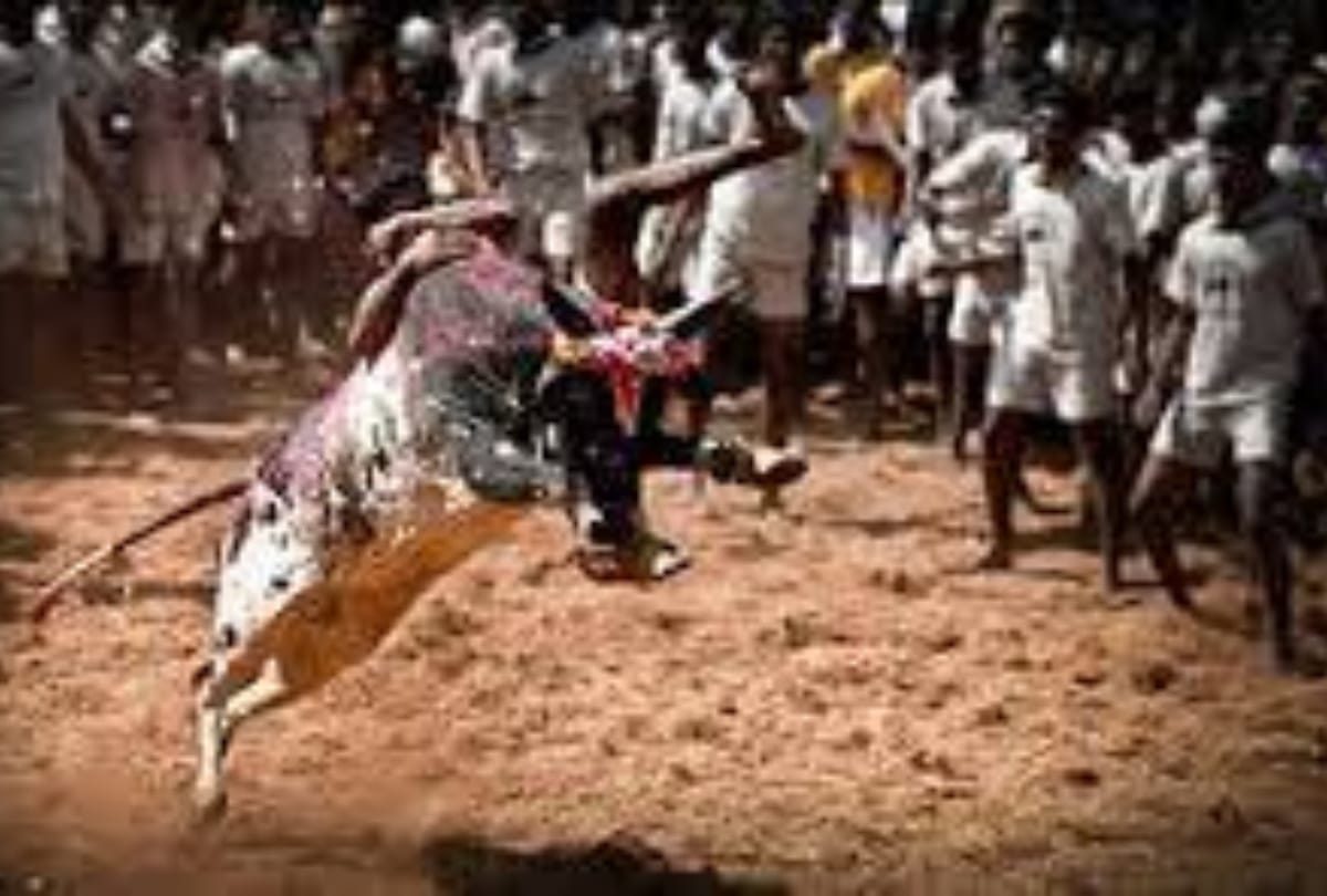 jallikattu festival 2021 started in tamil nadu jallikattu ka tyohar history impoartance and signficance