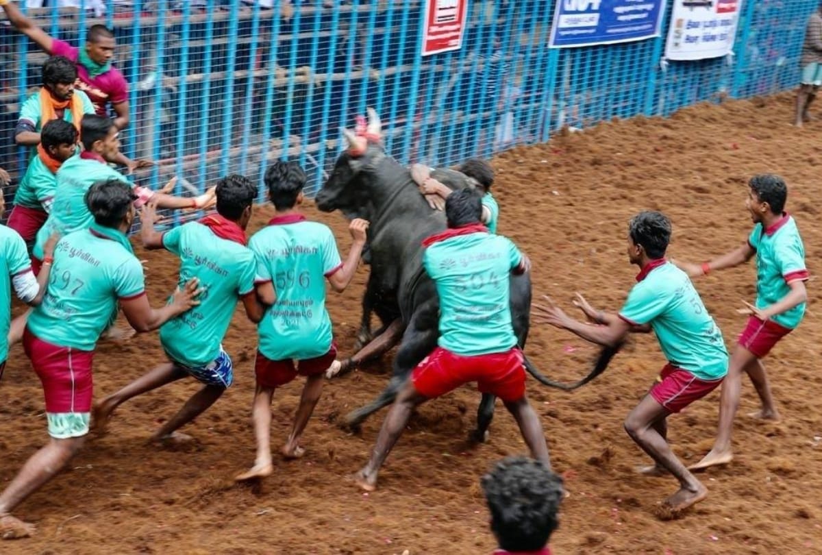 jallikattu festival 2021 started in tamil nadu jallikattu ka tyohar history impoartance and signficance