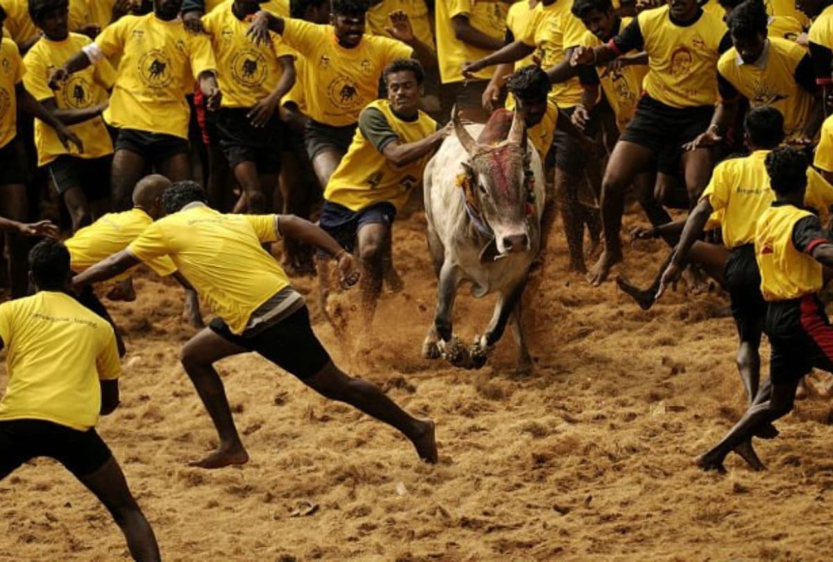 jallikattu festival 2021 started in tamil nadu jallikattu ka tyohar history impoartance and signficance