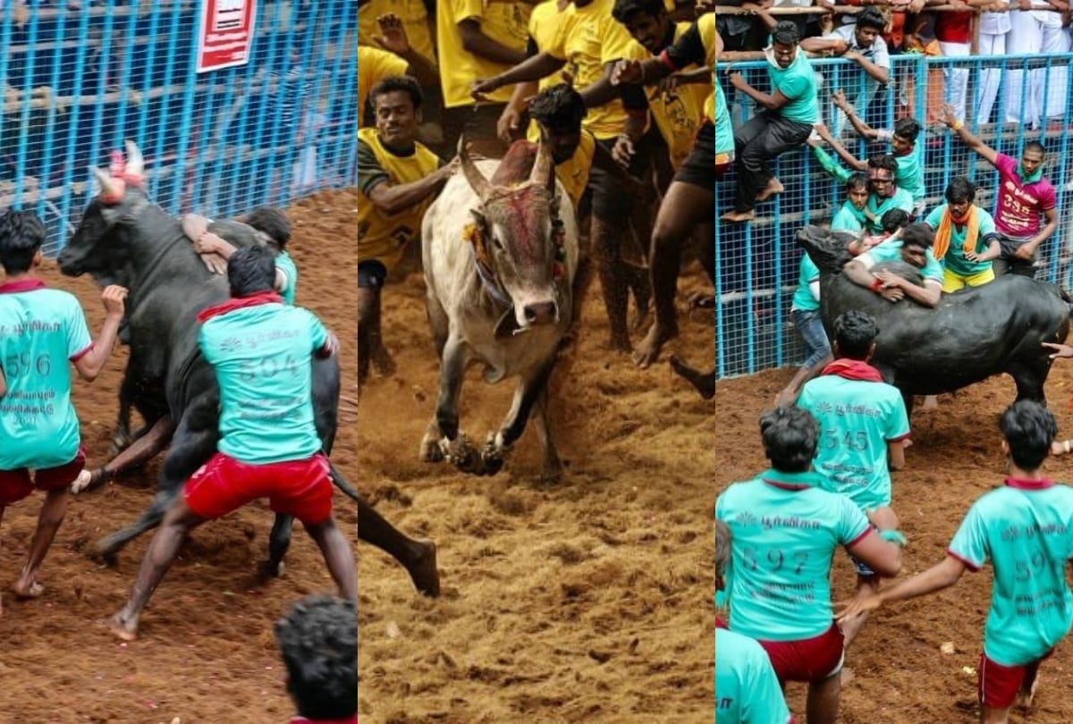 jallikattu festival 2021 started in tamil nadu jallikattu ka tyohar history impoartance and signficance