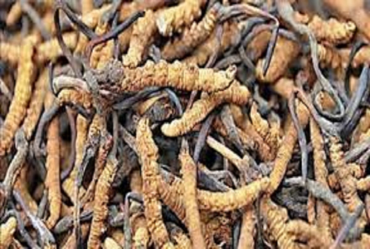yellow grub becomes first insect food of europe