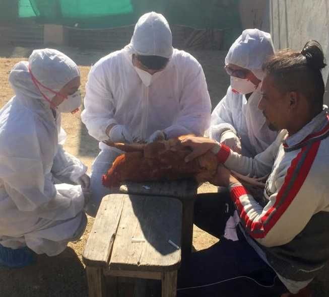 Samples of 75 chickens from seven poultry farms sent for investigation