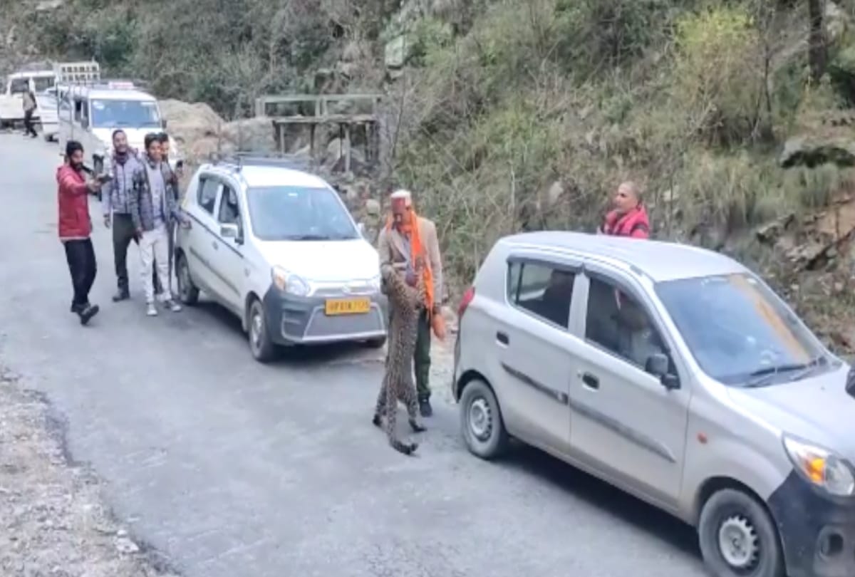 leopard spotted walking on road in kullu himachal, caught arms of person