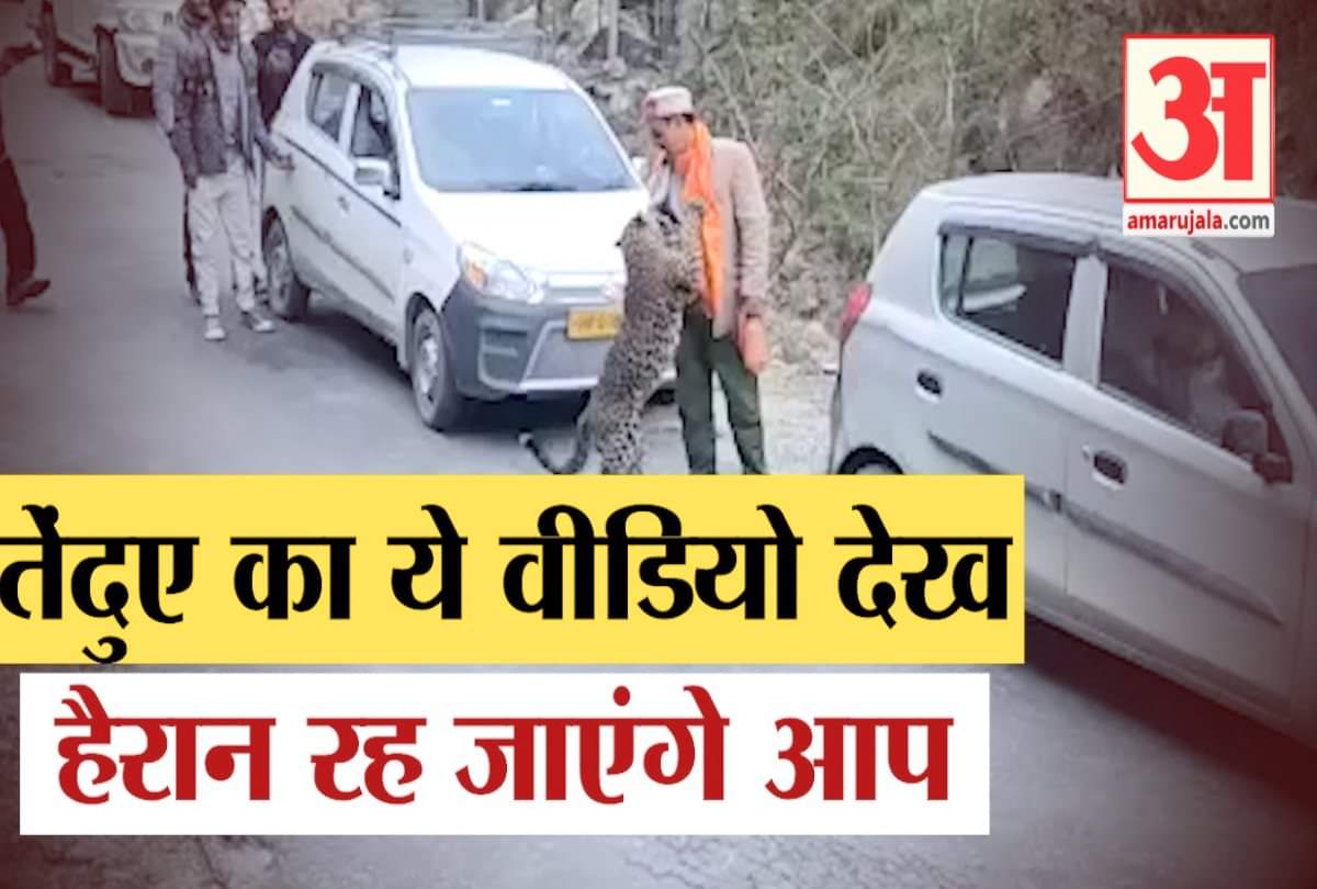 बंजार में सड़क पर घूमता रहा तेंदुआ।