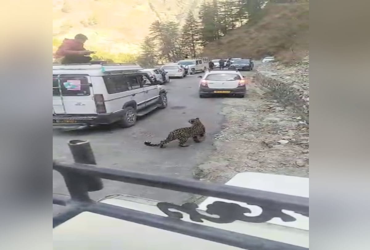 leopard spotted walking on road in kullu himachal, caught arms of person