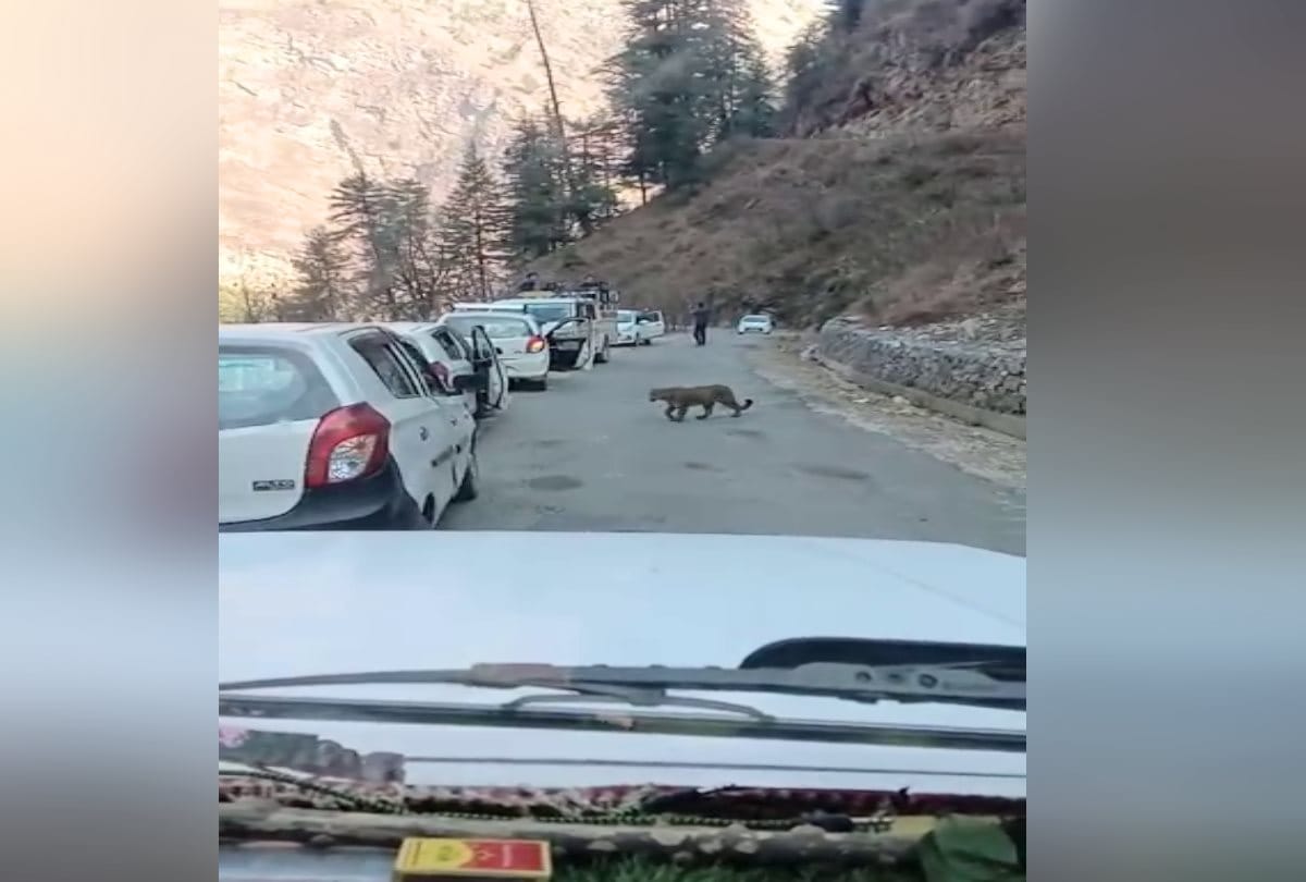 leopard spotted walking on road in kullu himachal, caught arms of person