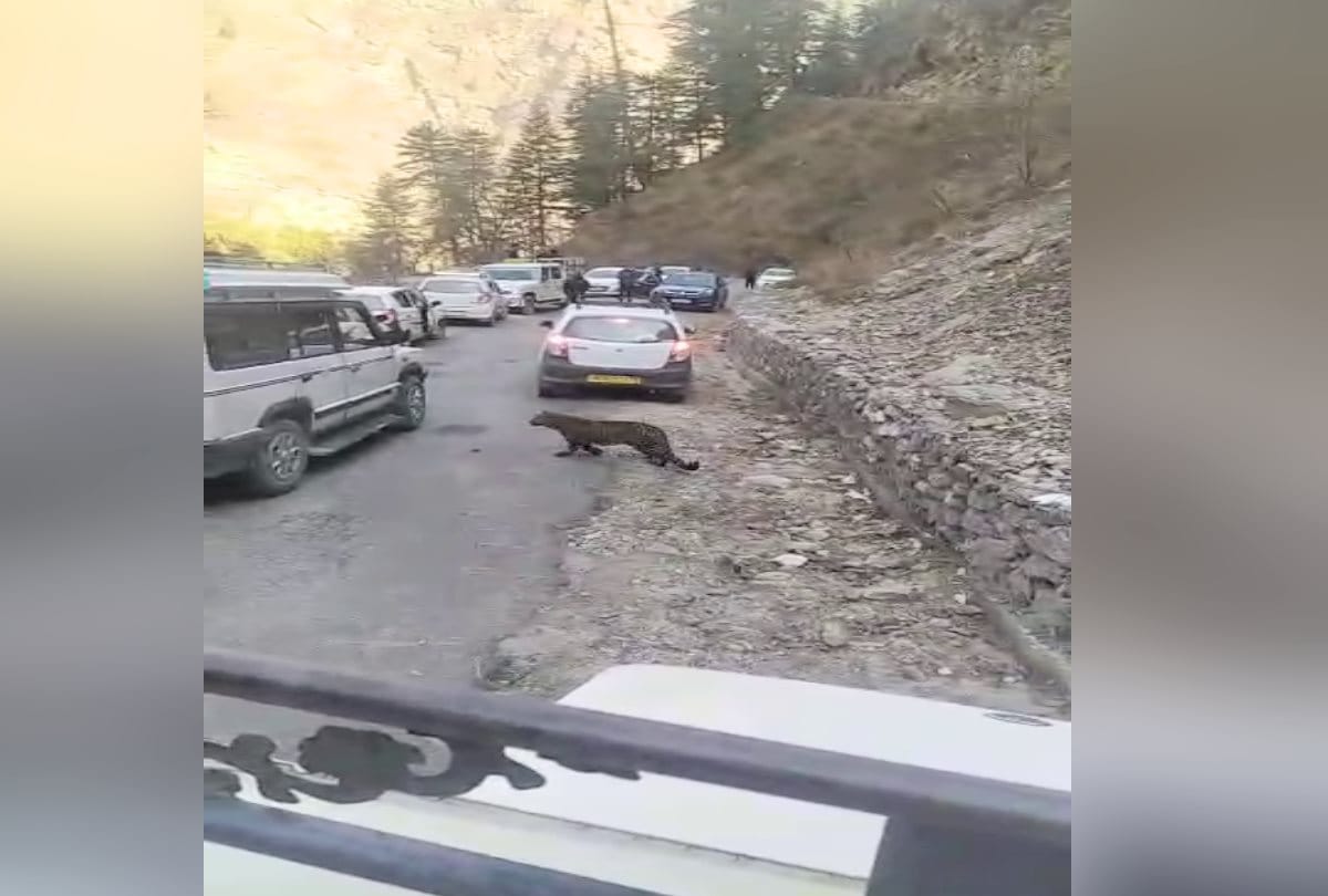 leopard spotted walking on road in kullu himachal, caught arms of person