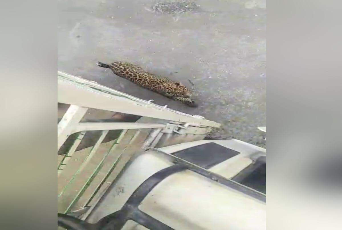 leopard spotted walking on road in kullu himachal, caught arms of person
